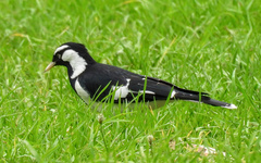 Magpie-lark