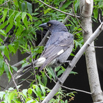 Pied Currawong