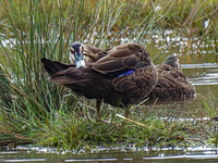 Pacific Black Duck