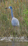 White-faced Heron