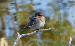 Welcome Swallow