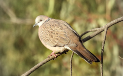 Spotted Dove