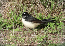 Willie-wagtail