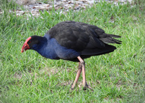 Australasian Swamphen