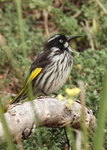 New Holland Honeyeater