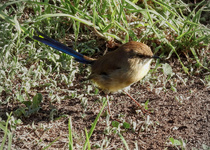 Superb Fairywren