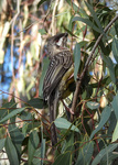 Red Wattlebird