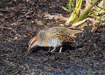 Buff-banded Rail