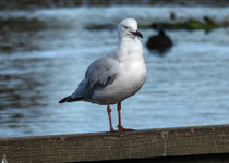 Silver Gull
