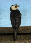 Little Pied Cormorant