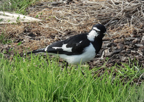 Magpie-lark