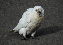 Long-billed Corella