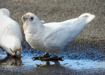 Long-billed Corella