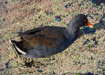 Dusky Moorhen