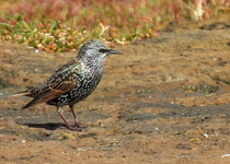 European Starling