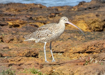 Far Eastern Curlew
