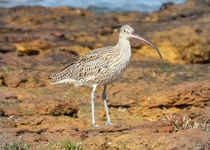 Far Eastern Curlew