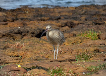 Far Eastern Curlew