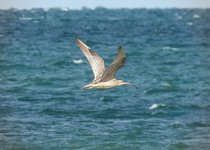 Far Eastern Curlew
