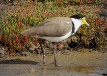 Masked Lapwing