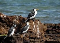 Little Pied Cormorant