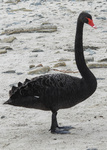 Black Swan