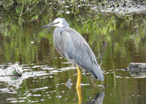 White-faced Heron