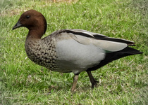Maned Duck