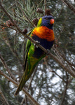 Rainbow Lorikeet