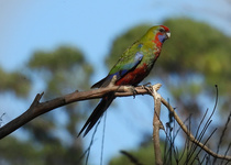 Crimson Rosella