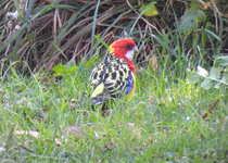 Eastern Rosella