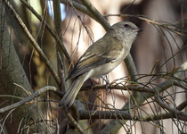 Golden Whistler