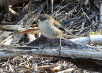 Superb Fairywren