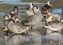 Pink-eared Duck