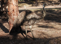 Emu