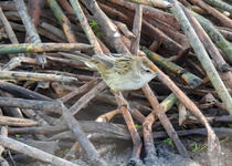 Little Grassbird