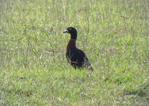 Australian Shelduck