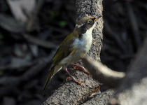 White-naped Honeyeater