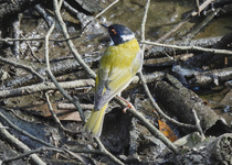 White-naped Honeyeater