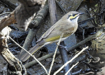 Yellow-faced Honeyeater