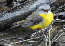 Eastern Yellow Robin