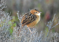 Golden-headed Cisticola