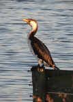 Little Pied Cormorant
