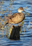 Chestnut Teal