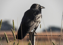 Little Raven