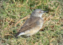 White-fronted Chat