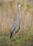 White-faced Heron