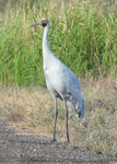 Brolga