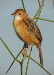 Golden-headed Cisticola