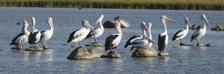 Australian Pelican